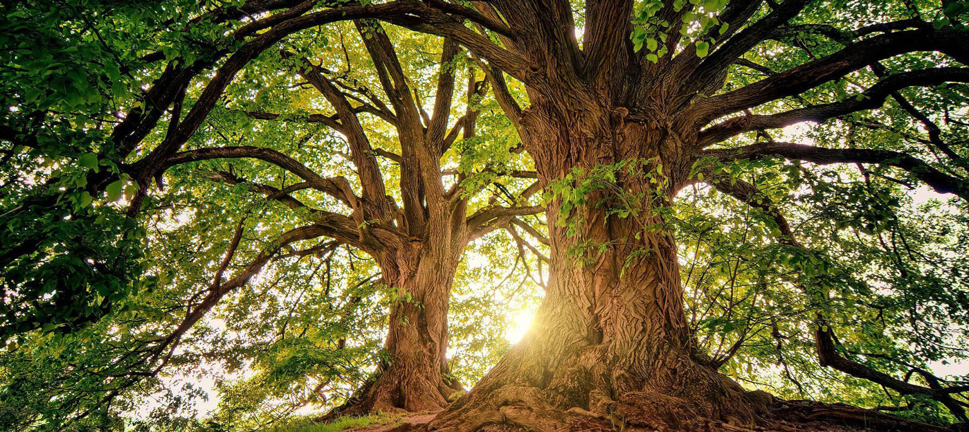 Praxisnah, digital und nachhaltig: Die NaVeBb-Produkte für eine moderne Steuerfachausbildung - Ecovis Deutschland