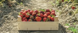 kurzfristige Beschäftigung von Saisonarbeitskräften