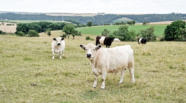 Obergrenze für Tierhaltung