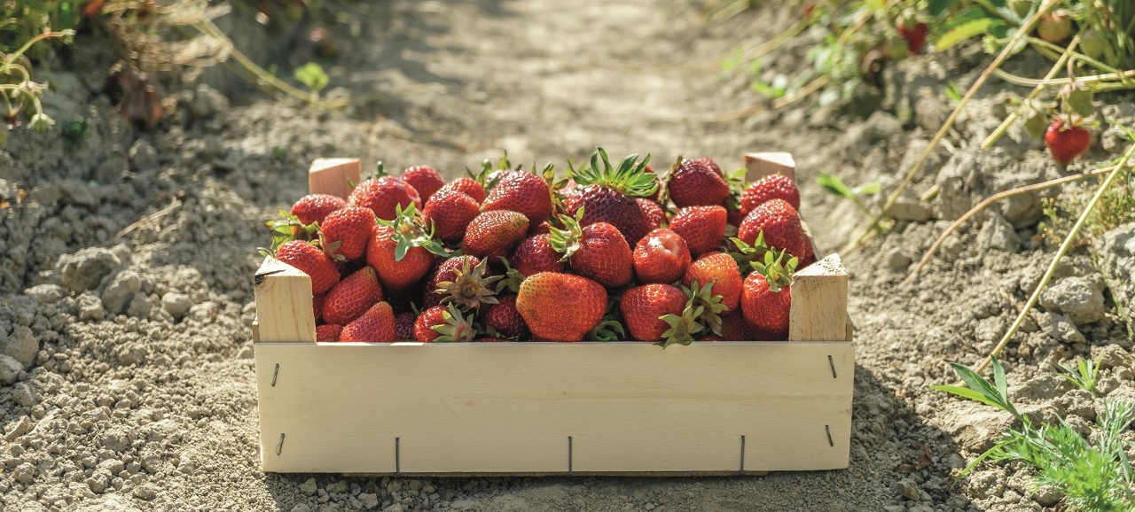 Diebstahl vom Feld: Was Landwirte dagegen tun können - Ecovis Deutschland
