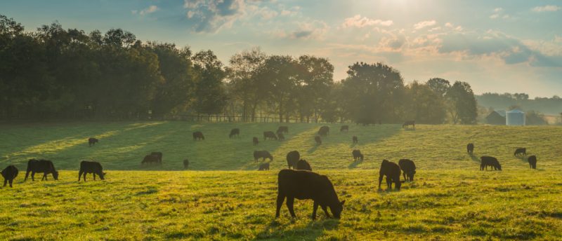 Durchschnittssatzbesteuerung