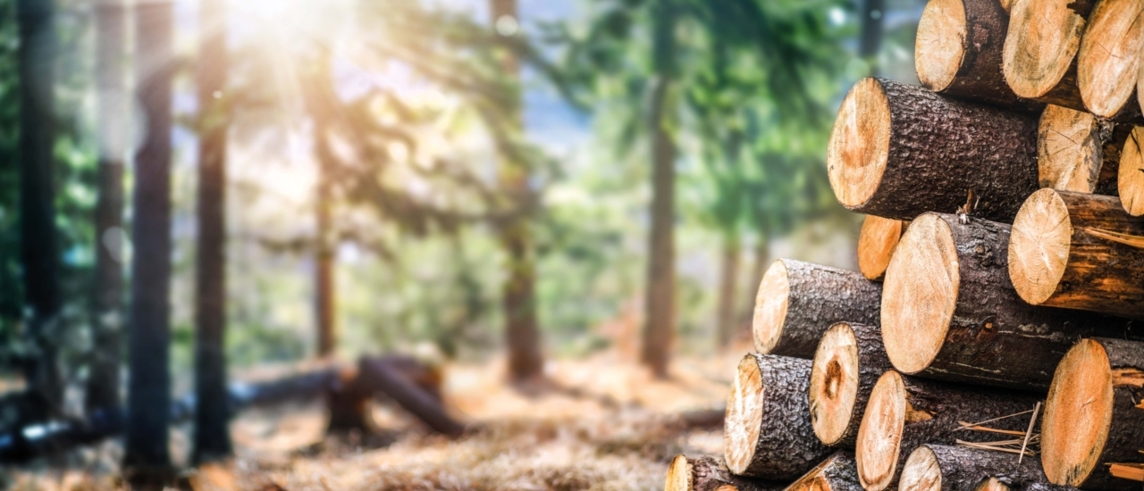 Einkommensteuer auf Holzerlöse: Wann sich die Steuer halbiert - Ecovis Deutschland