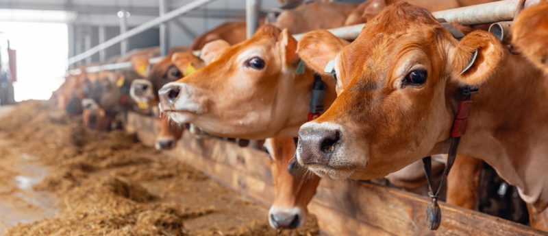 Tierhaltungsgemeinschaft