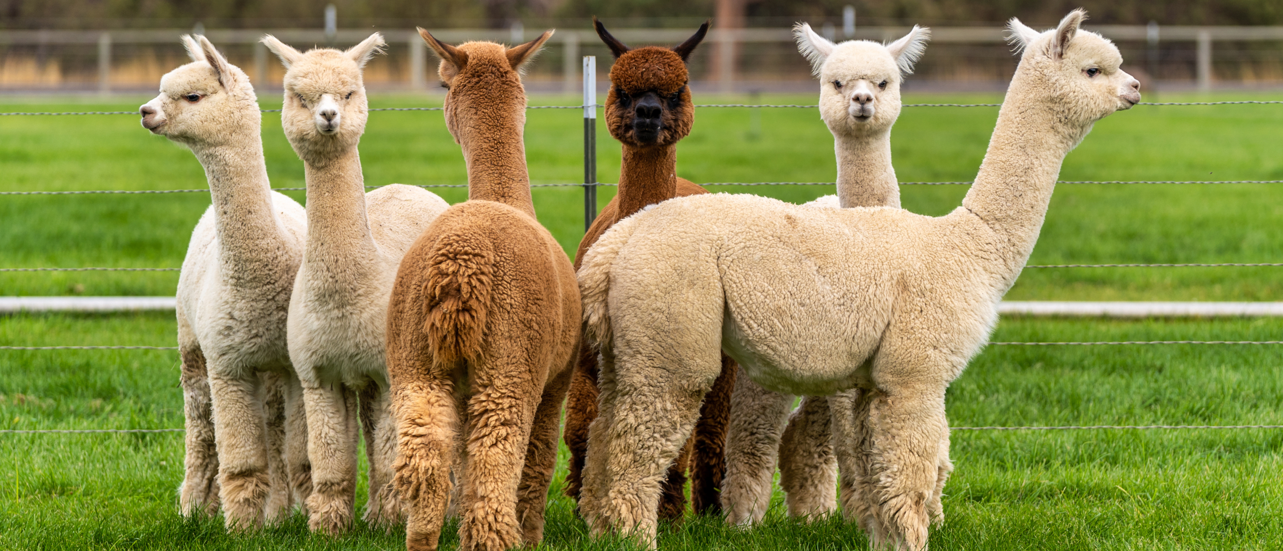 Einnahmen aus Alpakafarm: Einkünfte aus Land- und Forstwirtschaft oder Liebhaberei? - Ecovis Deutschland