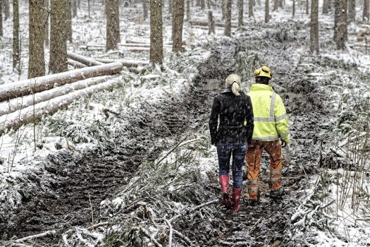 Einschlagsbeschränkungen für Fichten