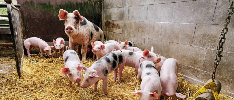 Flüssigfutter für Schweine Steuersatz