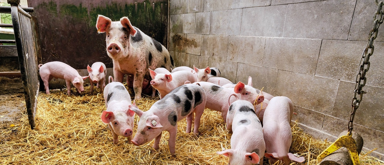 Härtefallhilfen für Schweinehalter - Ecovis Deutschland