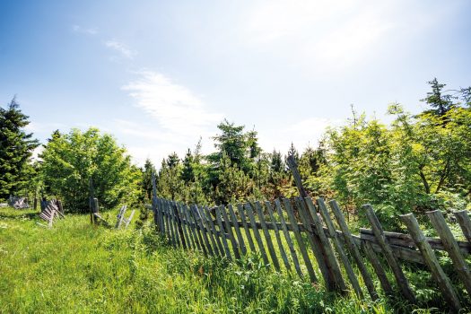 Grenzbepflanzung Regeln