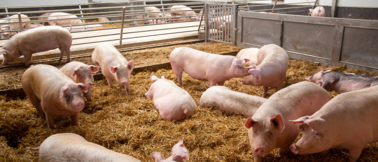 Initiative Tierwohl: Unterliegen die Zahlungen an Landwirte der Umsatzsteuer?