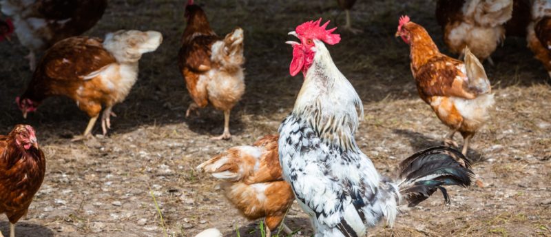 Lärmbelästigung Hahn