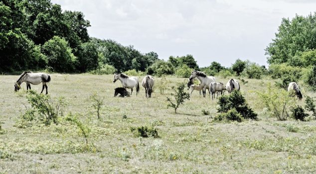 Muss ein Berufsreiter für Preisgeld Umsatzsteuer zahlen?