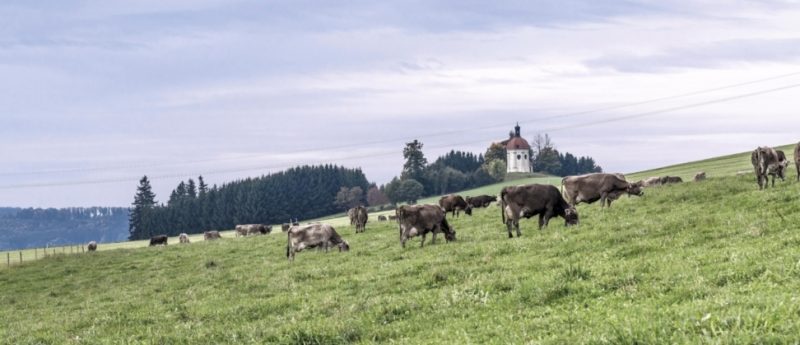 Vorzugsmilch Milchhof Heumilch Nischenprodukt