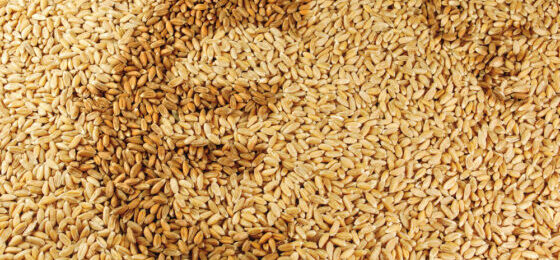 Perspektiven im Marktfruchtbau: Preisentwicklungen im Blick behalten