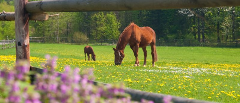 gewerbliche Tierhaltung Verlustausgleich
