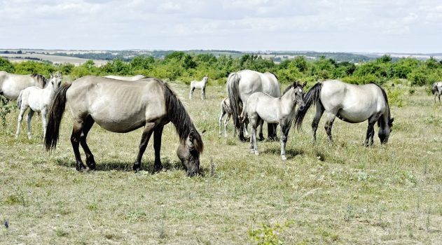 Pferdestall am Nachbargrundstück