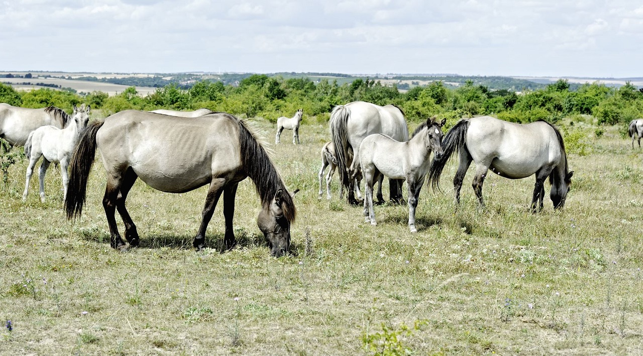 Pferdestall am Nachbargrundstück: Ist das erlaubt? - Ecovis Deutschland
