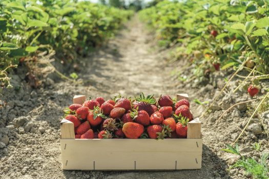 Saisonarbeit Landwirtschaft