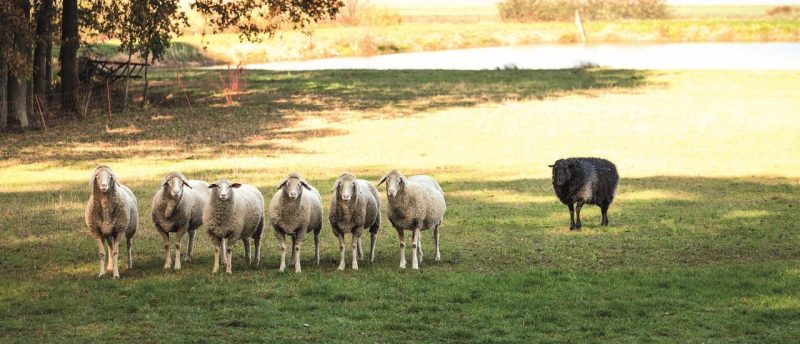 Solarparkflächen und Schafweide Direktzahlungen