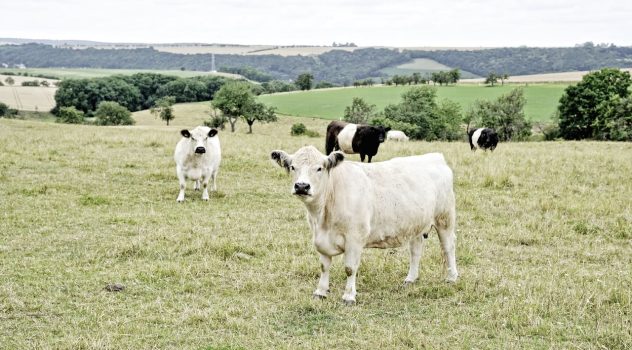 Tierhaltungskooperation landwirtschaftliche Gesellschaft