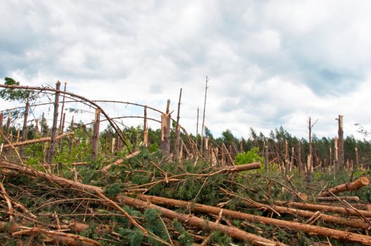 Unfall im Wald: Wer haftet