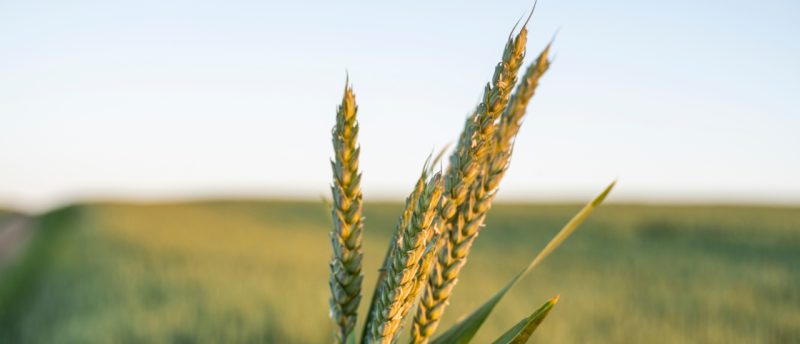 Gewinnerzielungsabsicht Landwirtschaft