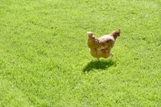Vorsteuerberichtigung bei Geflügel