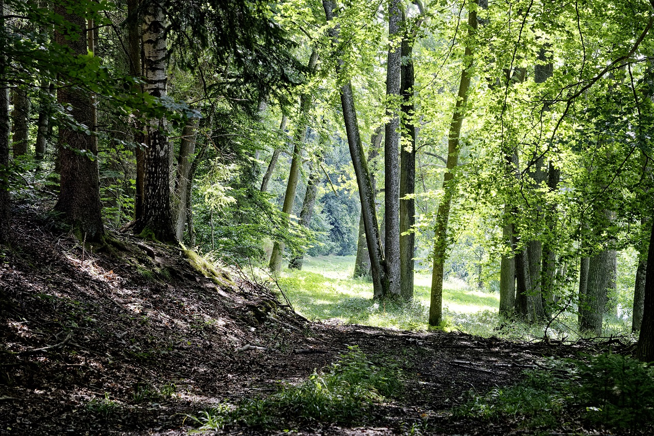 Waldeigentümer und Schadenersatz: Wer haftet im Fall einer verletzten Pilzesammlerin? - Ecovis Deutschland