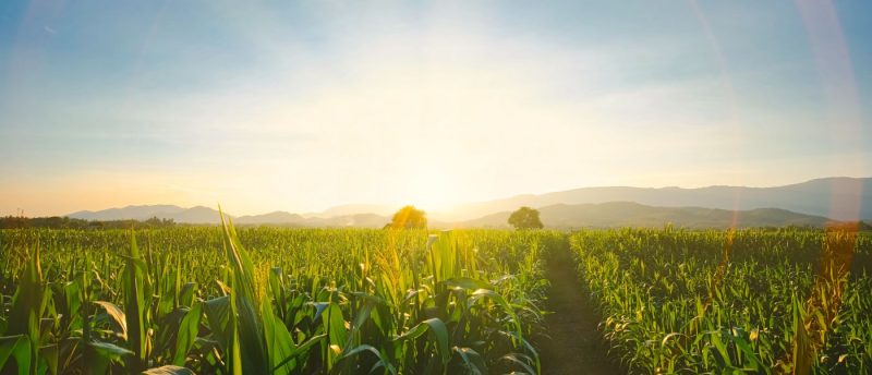Einnahmen aus Ausgleichsflächen