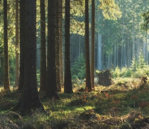 Waldflächen richtig zuordnen: Betriebs- oder Privatvermögen beim Verkauf