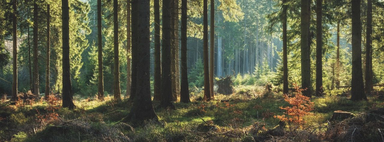 Waldflächen richtig zuordnen: Betriebs- oder Privatvermögen beim Verkauf