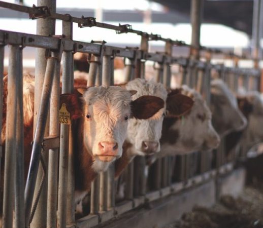 Tierbewertung in der Landwirtschaft: Neue BMF-Richtwerte und ihre steuerlichen Auswirkungen