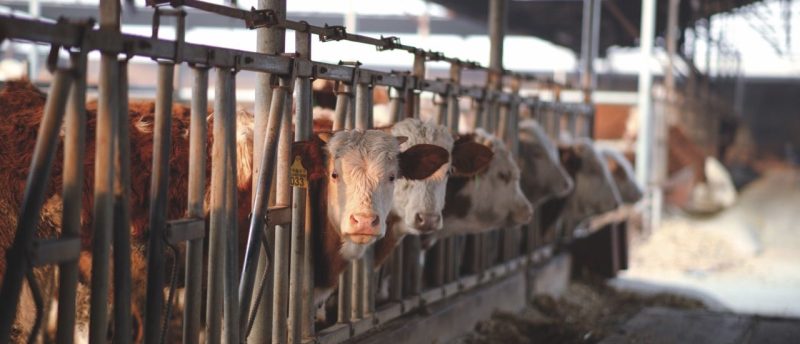 Richtwerte für Tierhaltungsbetriebe